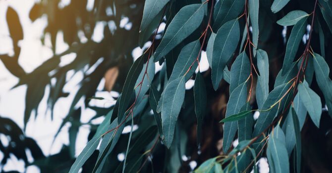 Surgical Dermatology