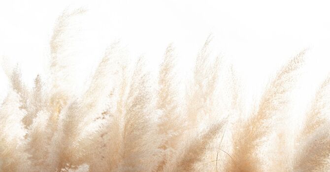 Paediatric Dermatology