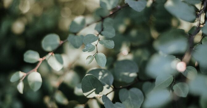 Surgical Dermatology