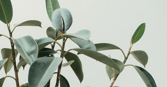 Cosmetic Dermatology